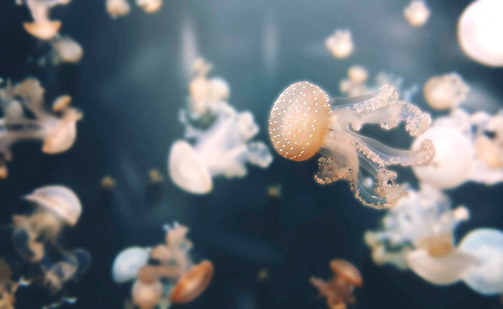 Parigi con i bambini: Acquario di Parigi