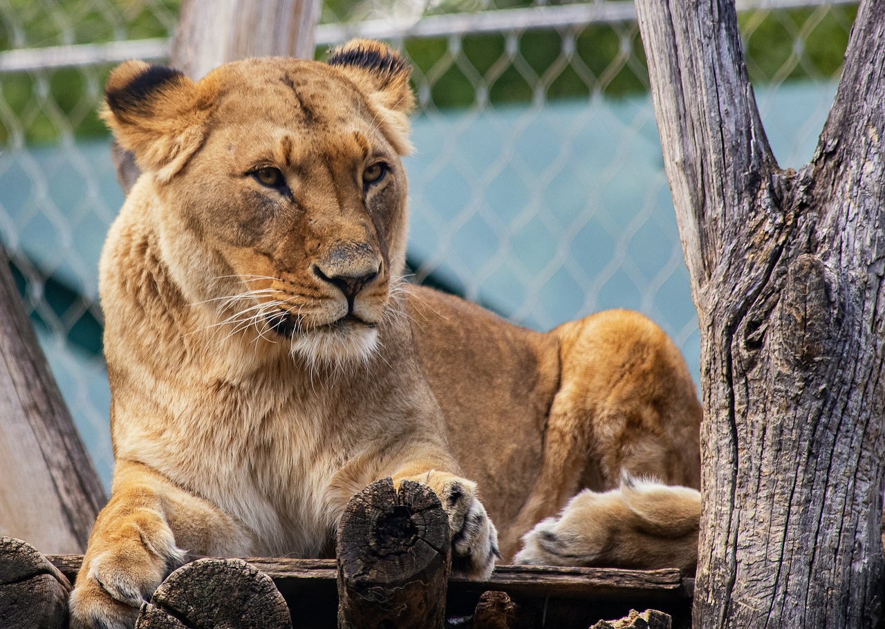 Parc Zoologique