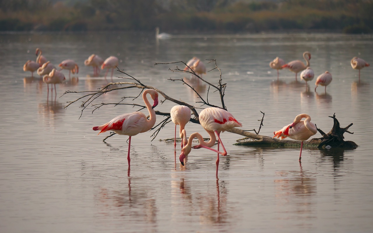 Godetevi le paludi e i fenicotteri rosa della Provenza