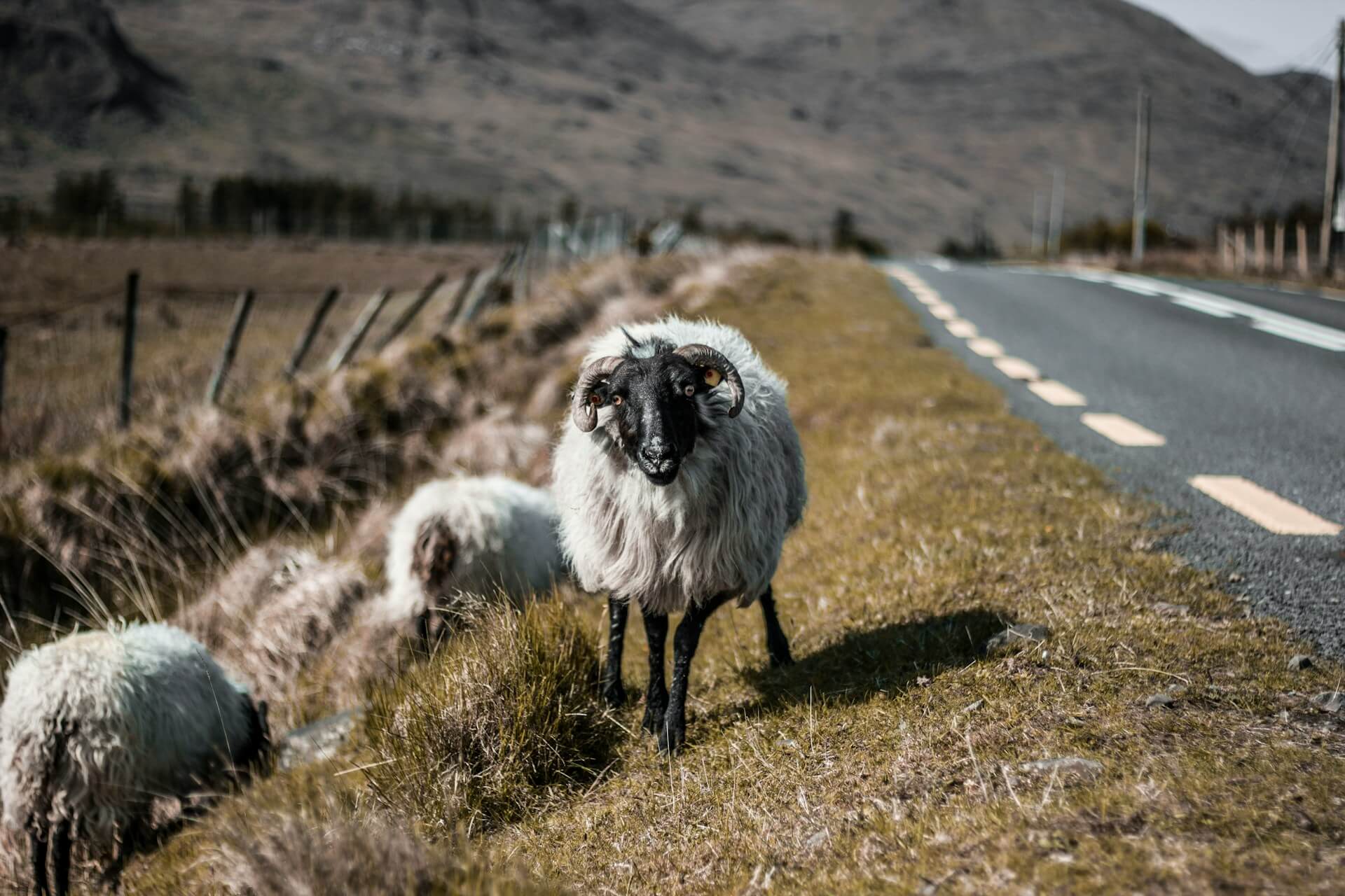 Caratteristiche della guida di un'auto in Irlanda